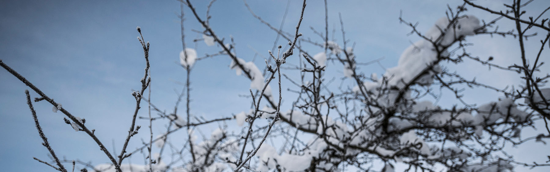 scharrerhof_pinzgau_apfelbaum_winter