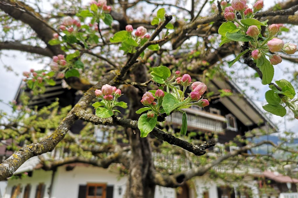 scharrerhof pinzgau scharrerlehen sommer
